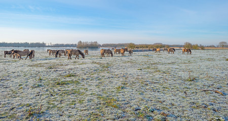 Fototapeta na wymiar Horses in frozen nature in winter