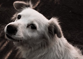 Nicely saturated black and white image of a cute white stray dog gently looking at the camera