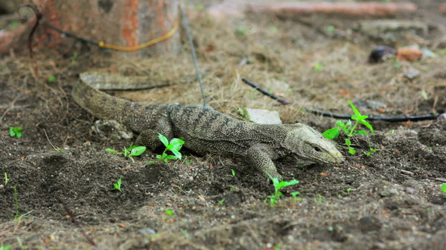 lizard in forest