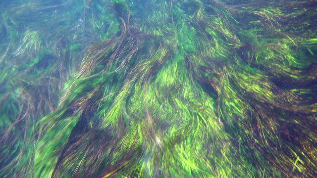 boat trip, reeds, bizarre underwater of azmak river, turkey.