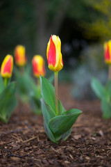 Obraz premium Tulpen