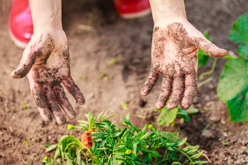 woman gardener replanting flowers
