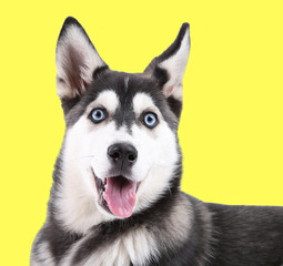 Beautiful cute husky puppy, on yellow background