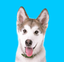 Portrait of Malamute puppy on blue background