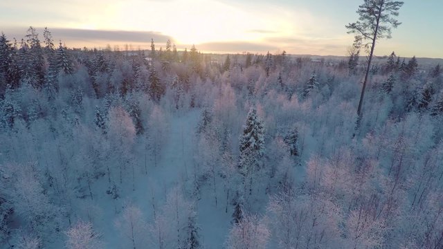 Flying high above the winter forest in sunset