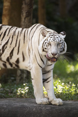 The white tiger Licking Nose with Tongue