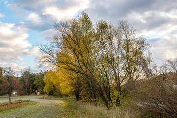 Fototapeta na wymiar Yellow maple tree near parking lot autumn