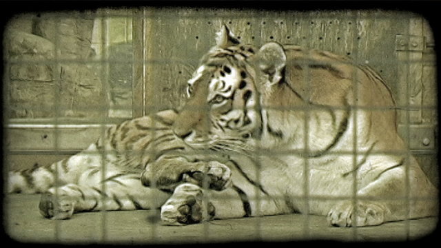 Tiger in cage. Vintage stylized video clip.