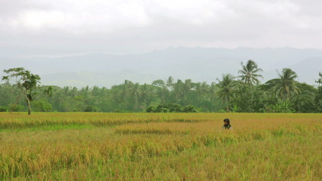 agriculture workers on rice field in bali