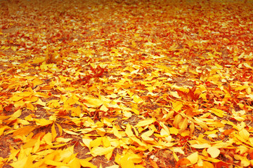 Colourful autumn leaves background, close up