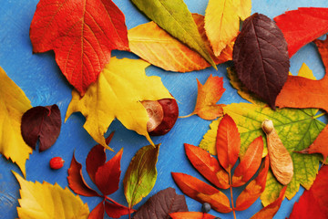 Fototapeta na wymiar Colourful and bright fallen autumn leaves on blue wooden background