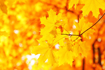 Golden autumn leaves background, close up