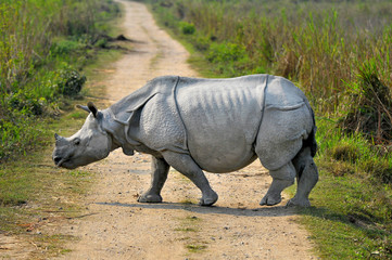 Naklejka premium Indian rhinoceros in the Kaziranga national park