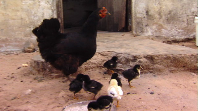 A hen and her chicks in Africa.