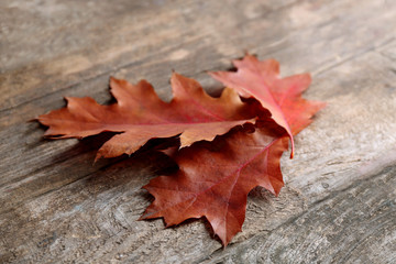 Oak leaves on wooden background, close up