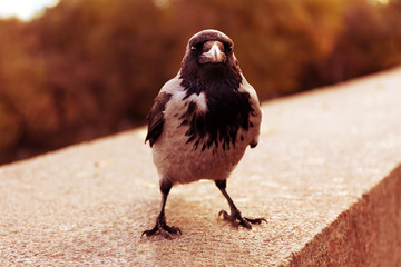 Crow in a park, closeup
