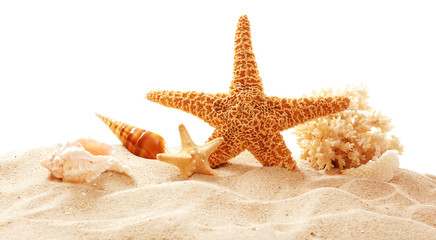 Fototapeta na wymiar Starfish, coral and shells on sand against white background