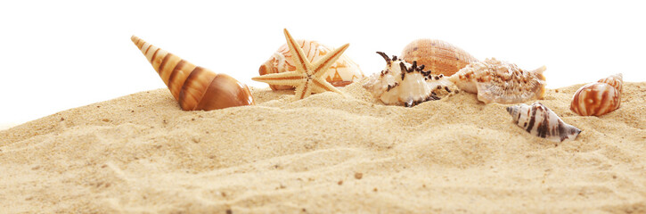 Beautiful shells on sand against white background