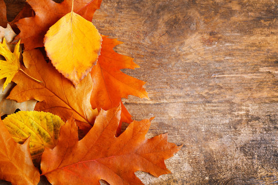 Frame of autumn leaves in a row on wooden background, close up