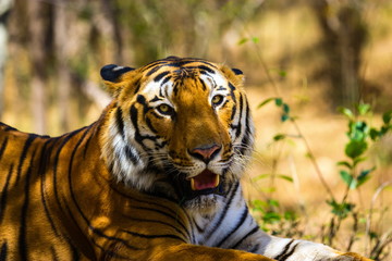 Tiger in a national park in India. These national treasures are now being protected, but due to urban growth they will never be able to roam India as they used to. 