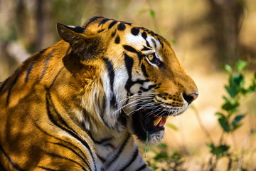Tiger in a national park in India. These national treasures are now being protected, but due to urban growth they will never be able to roam India as they used to. 