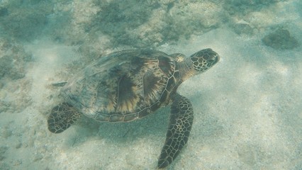 Obraz premium Hawaiian Green Sea Turtle