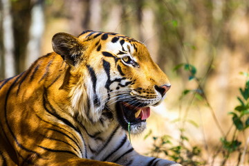 Tiger in a national park in India. These national treasures are now being protected, but due to urban growth they will never be able to roam India as they used to. 