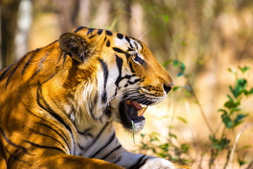 Tiger in a national park in India. These national treasures are now being protected, but due to urban growth they will never be able to roam India as they used to. 