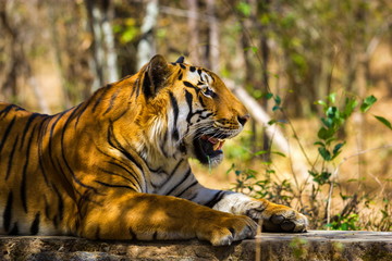 Tiger in a national park in India. These national treasures are now being protected, but due to urban growth they will never be able to roam India as they used to. 