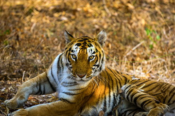 Tiger resting in a national park in India. These national treasures are now being protected, but due to urban growth they will never be able to roam India as they used to. 