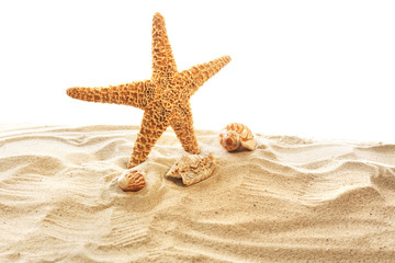 Fototapeta na wymiar Sea star and shells isolated on white background