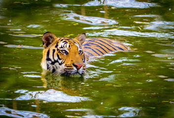 Fototapeta na wymiar Tiger resting in a national park in India. These national treasures are now being protected, but due to urban growth they will never be able to roam India as they used to. 