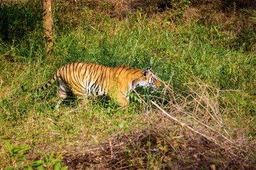 Tiger in a national park in India. These national treasures are now being protected, but due to urban growth they will never be able to roam India as they used to. 