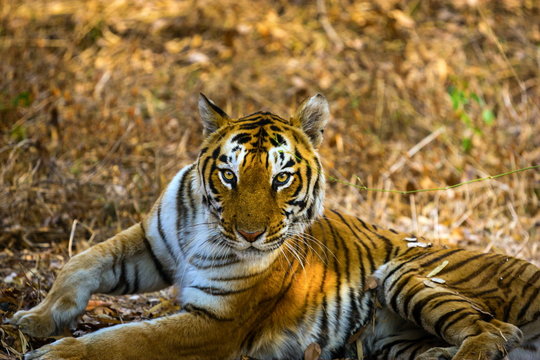 Tiger resting in a national park in India. These national treasures are now being protected, but due to urban growth they will never be able to roam India as they used to. 