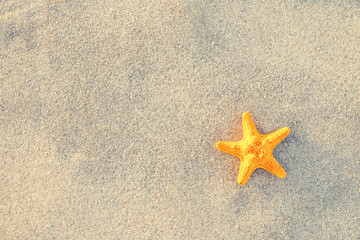 Starfish on sand at beautiful beach.