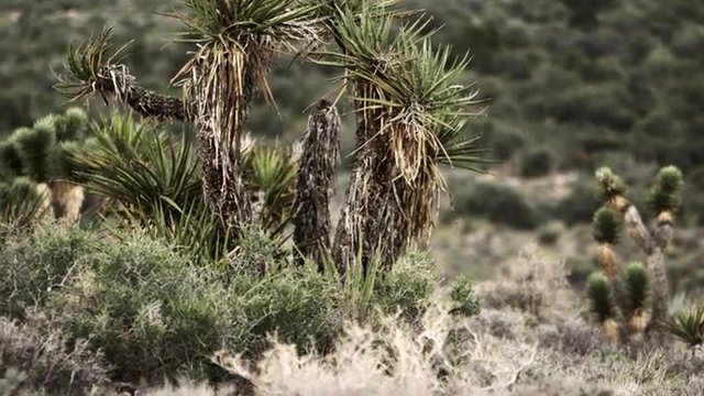 Pan of desert plants, including joshua tree, creosote, and brush