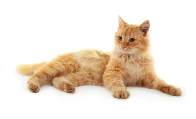 Poster Chat Fluffy red cat isolated on white background