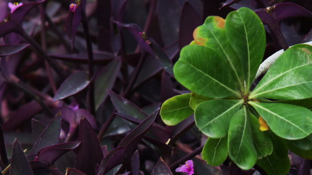 Royalty Free Stock Video Footage closeup of green and purple leaves shot in Israel at 4k with Red.