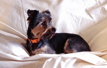 Yorkshire Terrier Casual Portrait in natural lighting.  Dog is lying down on a canvas drop cloth, full body with head turned to reveal profile.  Fur is black, tan and gray and cut short.
