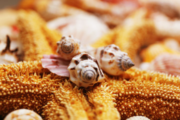 Sea star and seashell closeup