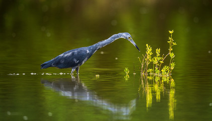 Little Blue Heron (Egretta caerulea) is fishing