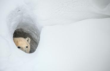 Der Eisbär schaut aus einer Schneehöhle