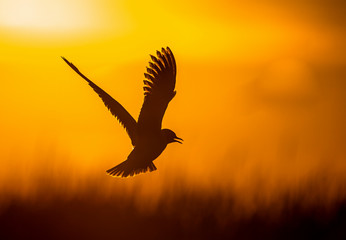 Black-headed Gull (Larus ridibundus) flying on sunset. Natural sunset red sky background,