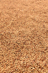 Coffee beans dried in the sun, Coffee beans raked out for drying prior to roasting