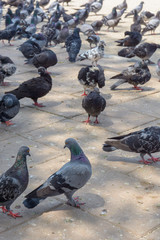 pigeon
