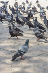 pigeon