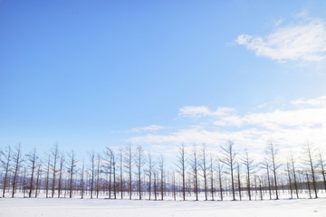 冬の北海道 十勝　Winter of Hokkaido Japan