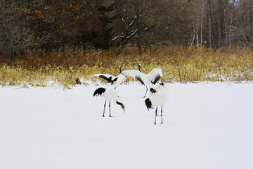 Obraz premium 丹頂鶴 Japanese crane in Tsurui village Hokkaido