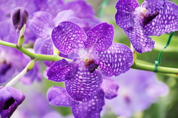 Thai Orchid