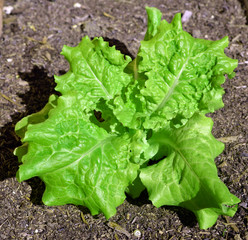 Lettuce/Fresh green lettuce leaves growing in garden